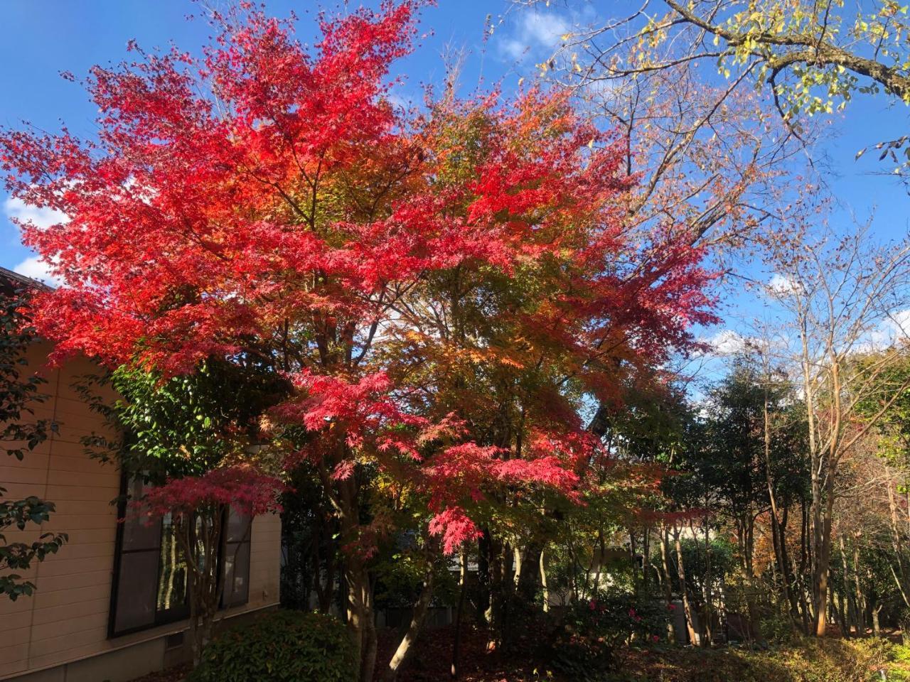 湯布院 星の里 Yufuin Hoshinosato Bed and Breakfast Eksteriør billede